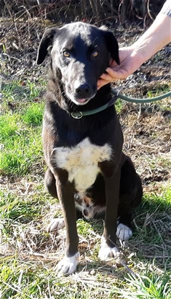 Tom(Romica) wartet seit 6 Jahren in einem Rum. Tierheim auf ein Zuhause