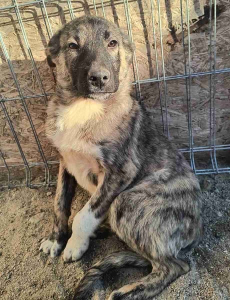 ⭐️HUPS⭐️, Rüde, 5 Monate, 40 cm, Mischling, Tierschutz