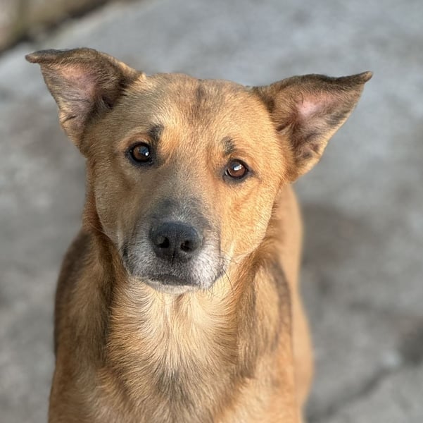⭐️FEIVEL⭐️, reizender Knopfaugen-Rüde, 4 Jahre, 46cm, Mischling, Tierschutz