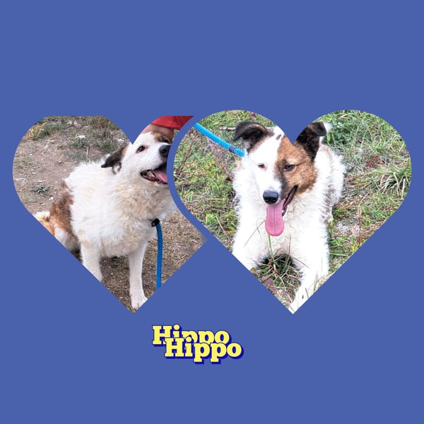 Wunderhübscher Bub- Hippo möchte Rumänien verlassen