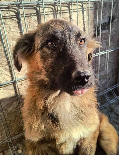 ⭐️CAJA⭐️, Hündin, 5 Monate, 40 cm, Mischling, Tierschutz