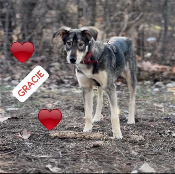 Gracie -eine sehr liebe Hündin, möchte Bulgarien verlassen