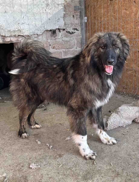 ⭐️THEO⭐️, Rüde, 1,5 Jahre, 45 cm, Mischling, Tierschutz