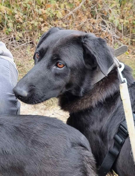 ⭐️COSTEL⭐️, Rüde, 2,5 Jahre, 42 cm, Mischling, Tierschutz