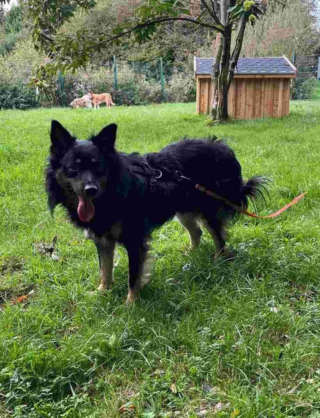 ⭐️EIKO⭐️, Rüde, 4 Jahre, 47 cm, Mischling, Tierschutz