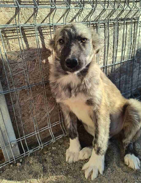 ⭐️HOPPI⭐️, Rüde, 5 Monate, 40 cm, Mischling, Tierschutz