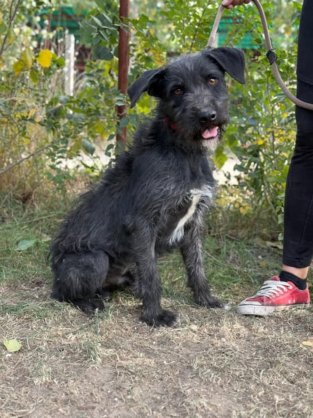 Leopold - fröhlicher, toller Hundemann