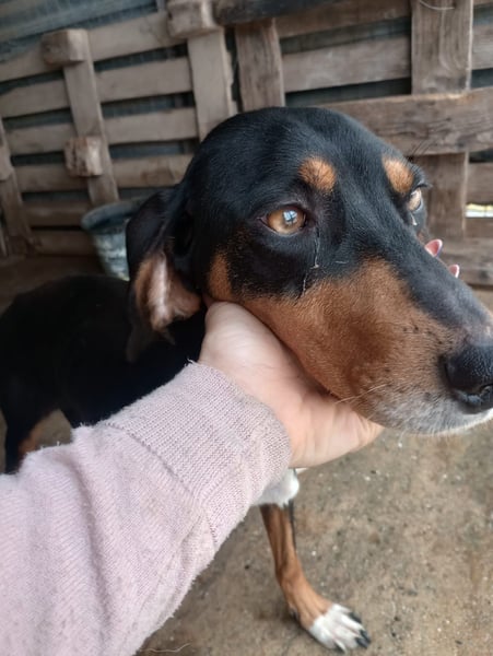 Flocke - So viel verloren, so viel Liebe zu geben