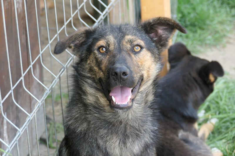 Ibiza- toller Junghund