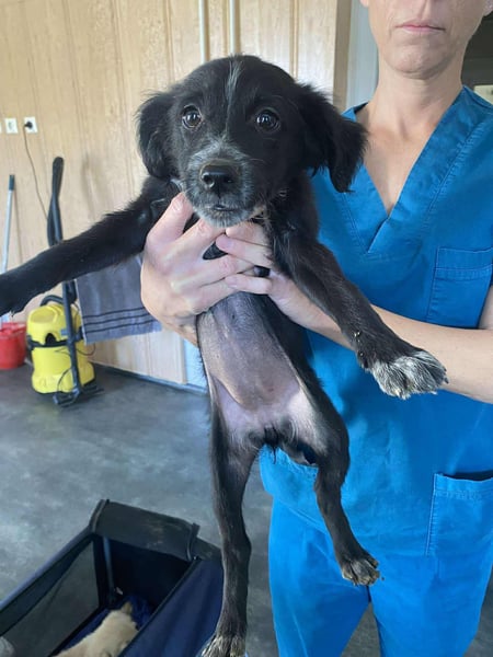 Fekete, kleine lebhafte Hündin