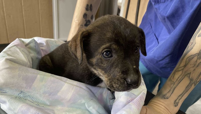 Gyurmi, kleiner zarter Welpe