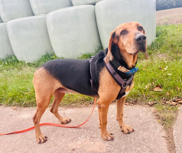 Bella: liebe Familienhündin sucht Zuhause
