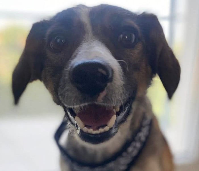 Süße Dale sucht ihr eigenes Zuhause