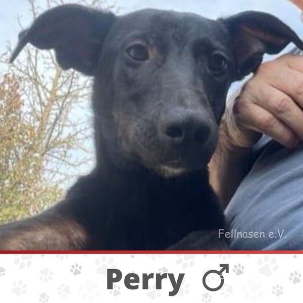 PERRY ❤ sucht Zuhause oder Pflegestelle