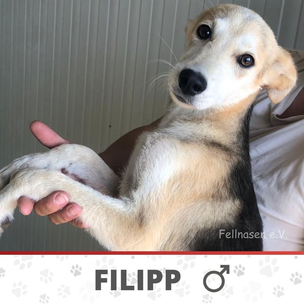 FILIPP ❤️ sucht Zuhause oder Pflegestelle