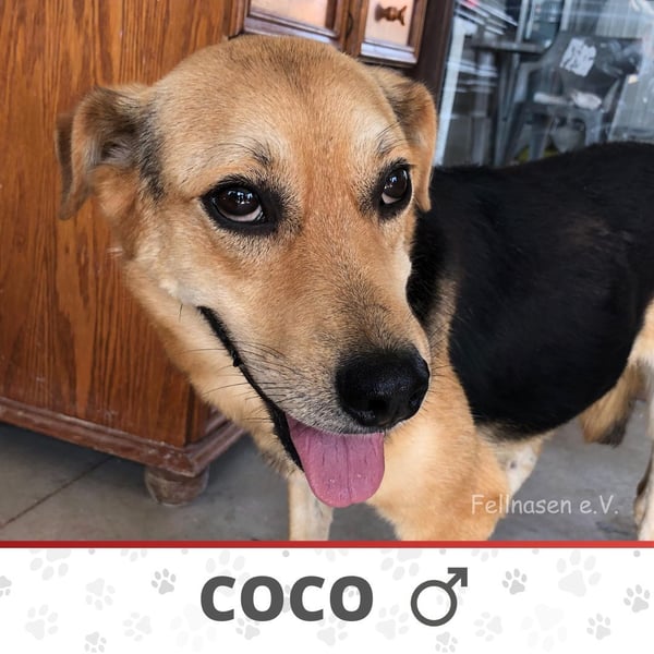 COCO ❤️ sucht Zuhause oder Pflegestelle