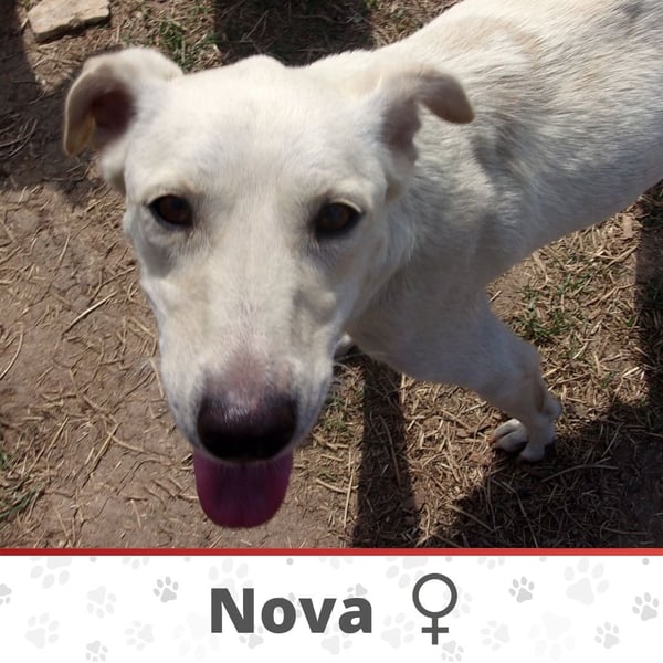 NOVA❤  sucht Zuhause oder Pflegestelle