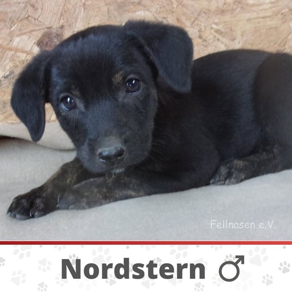 NORDSTERN ❤ EILIG!  sucht Zuhause oder Pflegestelle