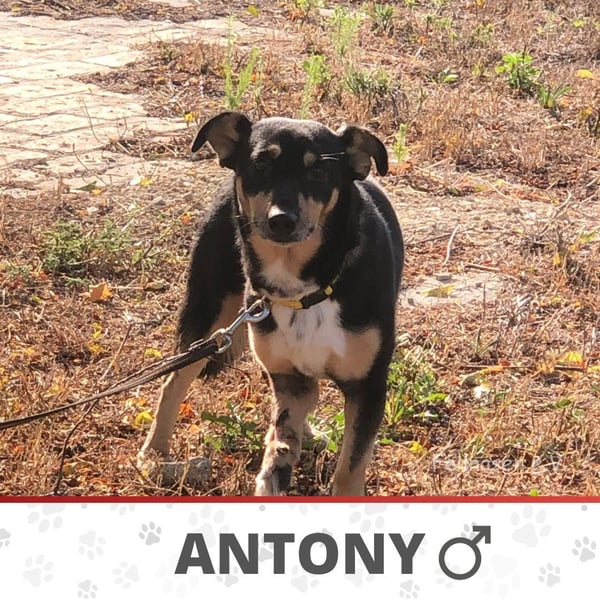 ANTONY ❤️ sucht Zuhause oder Pflegestelle