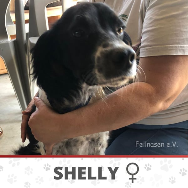 SHELLY ❤️ sucht Zuhause oder Pflegestelle