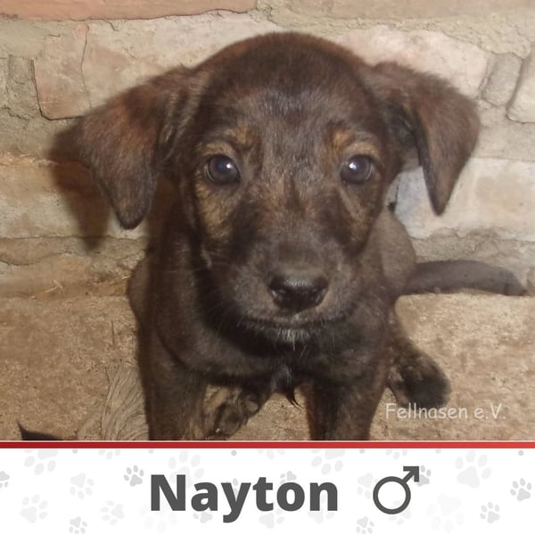 NAYTON❤ EILIG! sucht Zuhause oder Pflegestelle