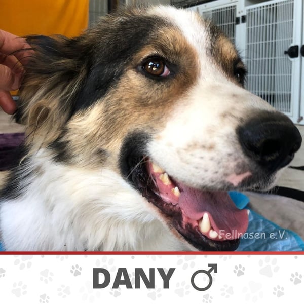 DANY ❤️  sucht Zuhause oder Pflegestelle