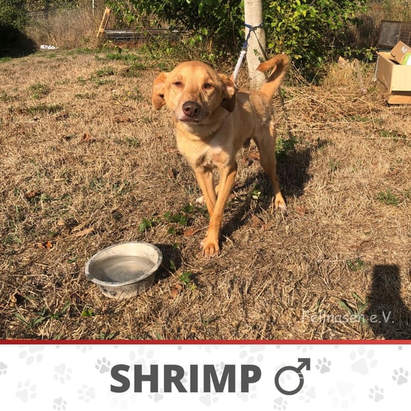 SHRIMP ❤️ sucht Zuhause oder Pflegestelle