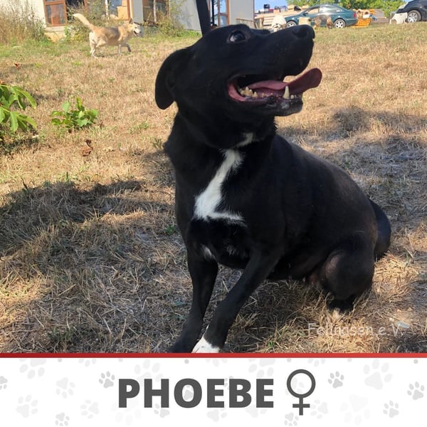 PHOEBE ❤️  sucht Zuhause oder Pflegestelle
