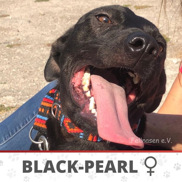 BLACK-PEARL ❤️ sucht Zuhause oder Pflegestelle