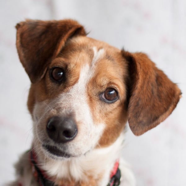 Mondo - schlauer, anhänglicher Freund fürs Leben - Tierhilfe Franken e.V.