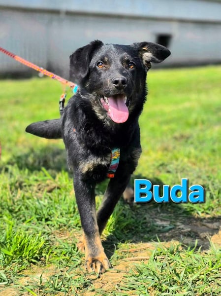 Buda, aufgeweckter und verspielter junger Rüde
