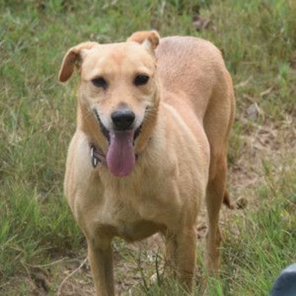 Rosi - verträgliche Hündin, die Zeit und Geduld benötigt