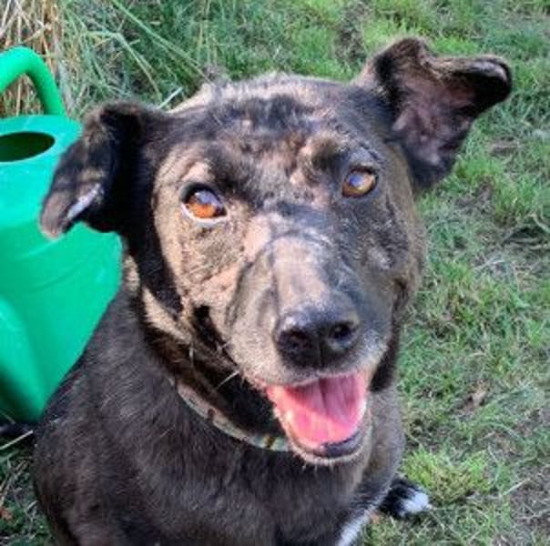 Kotangens - ruhige unauffällige Hundedame sucht Menschen mit Herz