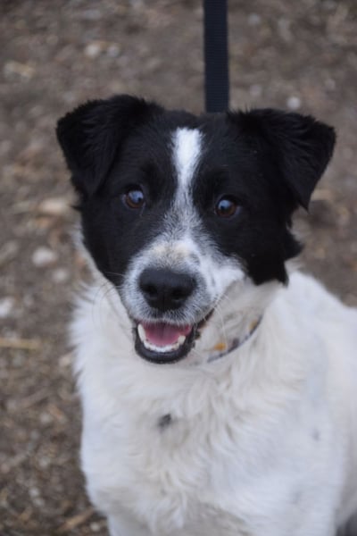 Boris - freundlicher Rüde der den Kontakt zu Menschen schätzt