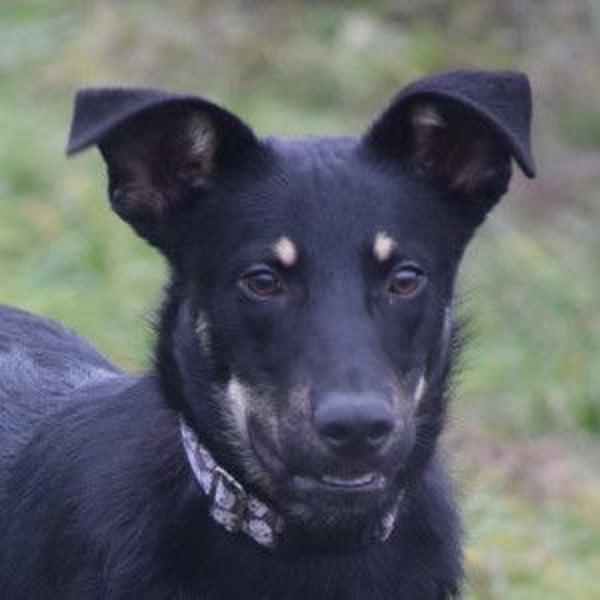 Dobby - freundlicher, menschenbezogener, verschmuster Junghund
