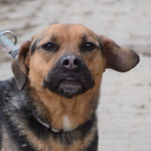 Persil - liebt es gekrault und gekuschelt zu werden, neugierig & freundlich