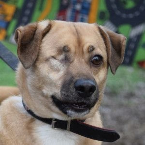 Popeye - charmanter, liebenswerter, toller Rüde