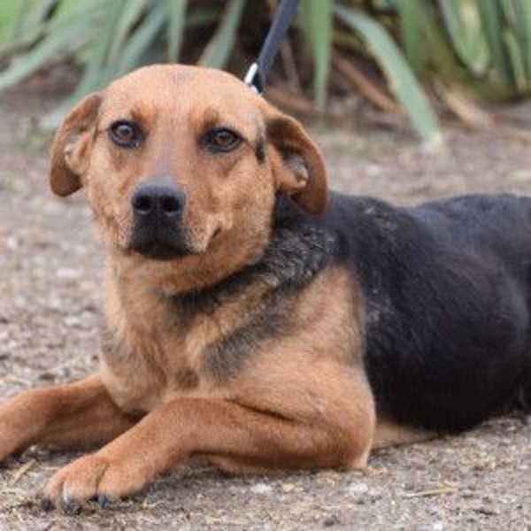 Georgina - freundliche, verschmuste Hündin die uns Menschen mag