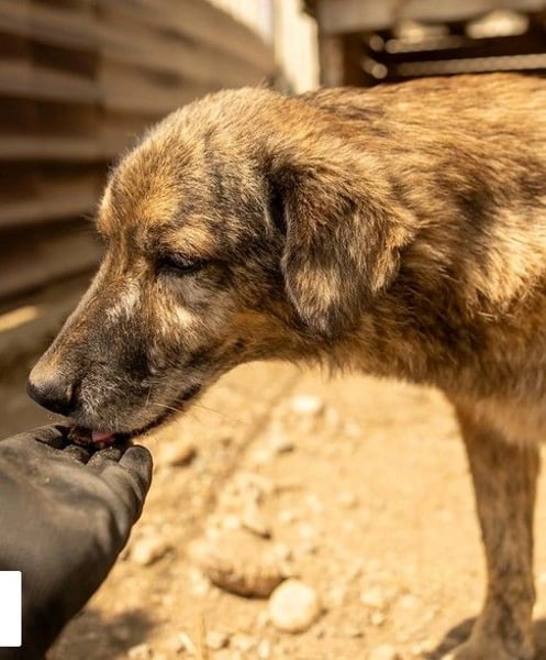 Beghei 11 Jahre braucht dringend ein warmes Plätzchen zum Winter