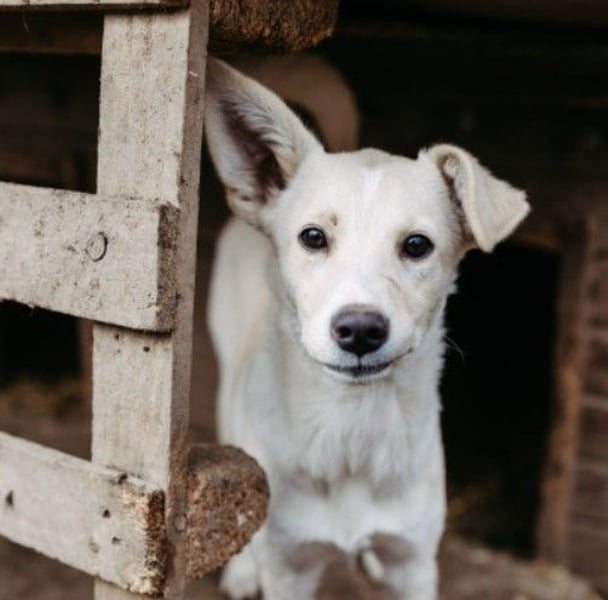 Leni - mutiges junges Hundemädchen