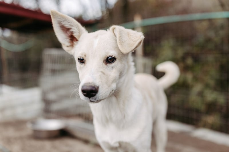 LENI - mutiges, kleines Hundemädchen sucht ihre Familie