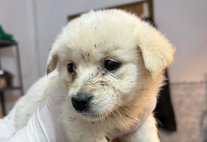 Eisbärmädchen Sunny sucht ihre Herzensmenschen