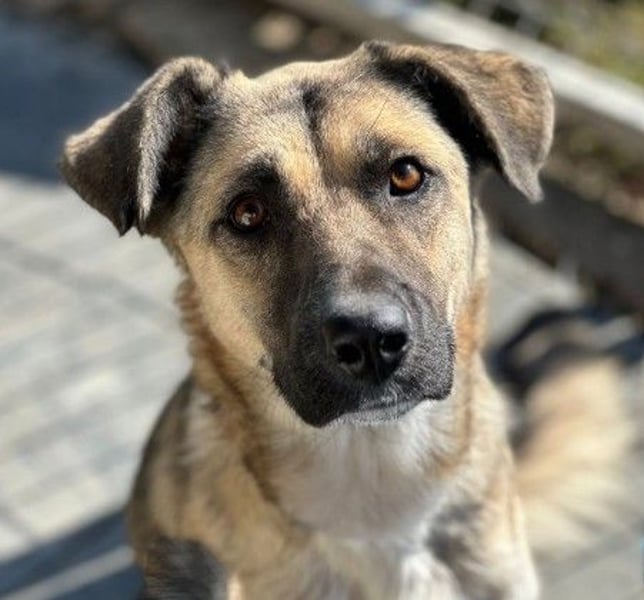 Verschmuste, liebe Polly sucht ihre Familie