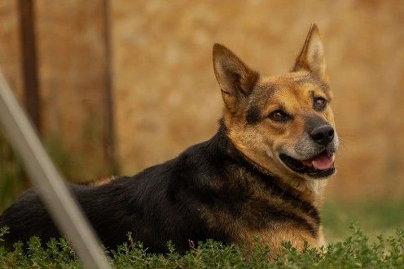 Verschmuster, souveräner Traumhund Rexi sucht seine Familie