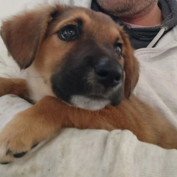 Welpe Emma sucht ihre Herzensmenschen und ein kuscheliges Körbchen