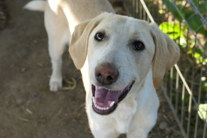 aufgeweckte Ollivander sucht