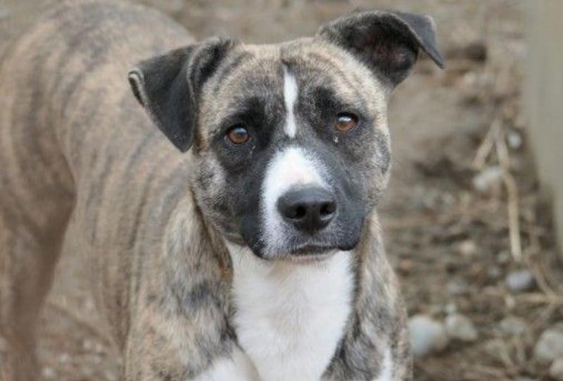 Niky lieb und ein bißchen schüchtern wartet auf seine Menschen