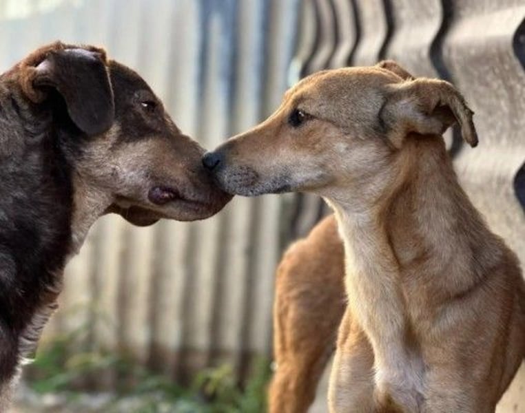 Santo - lieber Senior