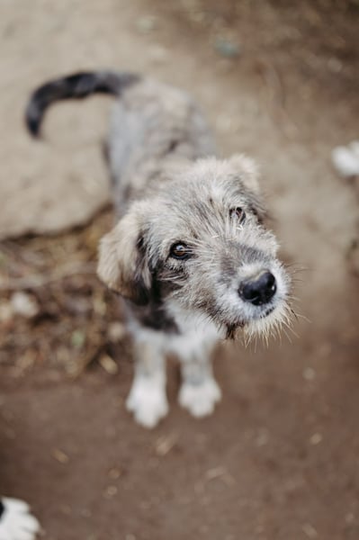 ENIE - verschmustes, menschenbezogenes Welpenmädchen sucht ihre Familie
