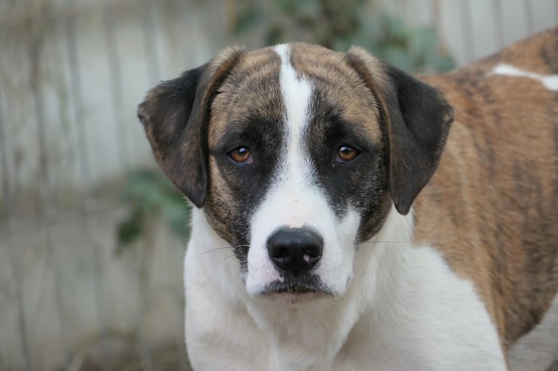 TARA - schüchterne Hündin sucht einfühlsames Zuhause